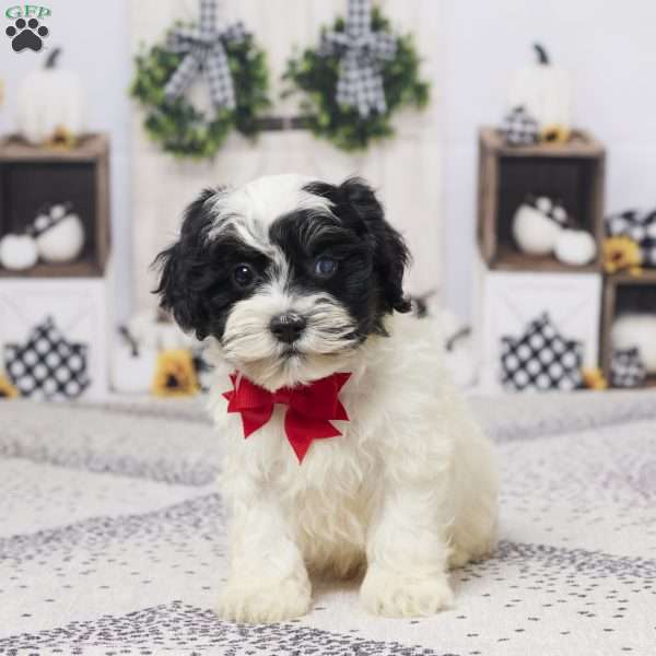 Beanie, Havapoo Puppy